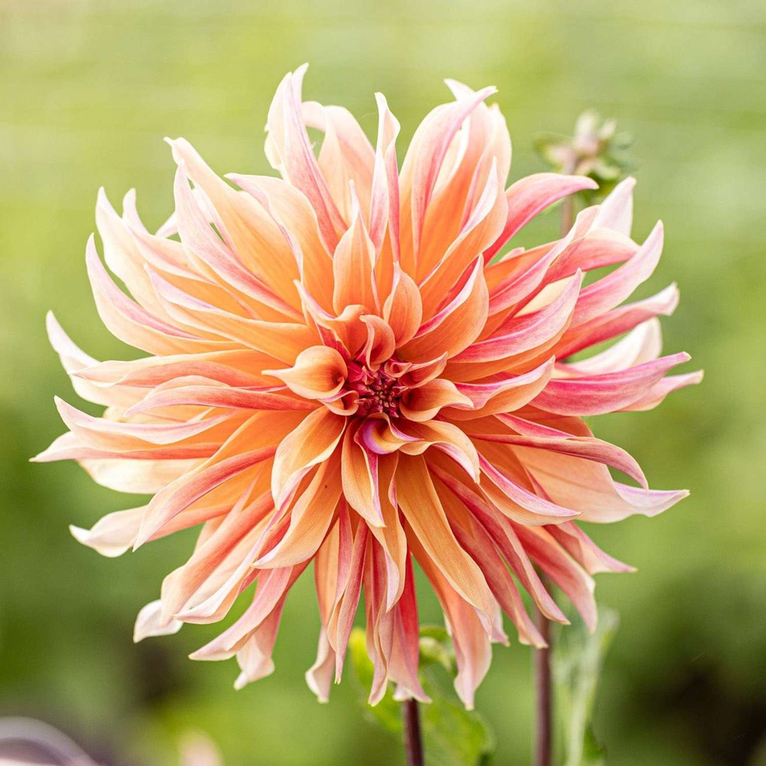 Dahlia 'Labyrinth'